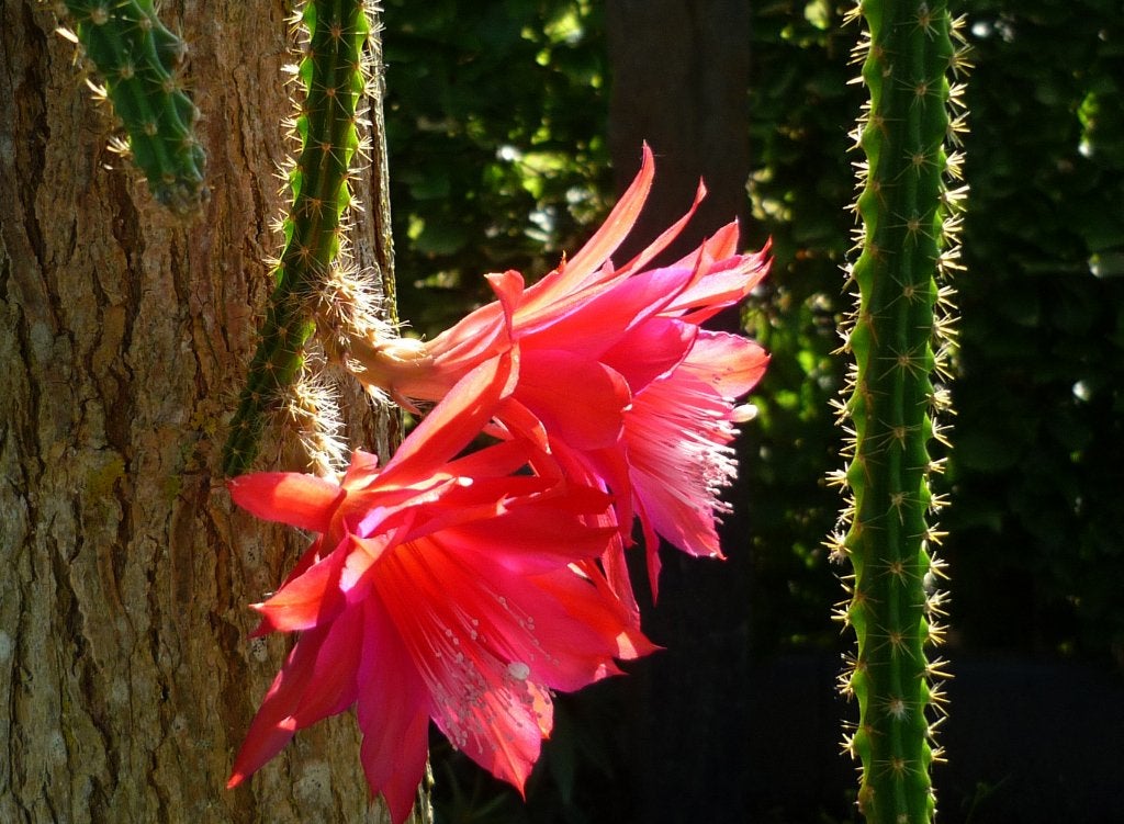 cactus - Aporocactus mallisonii, Huis en Inrichting, Ophalen of Verzenden, Cactus, Volle zon, Minder dan 100 cm