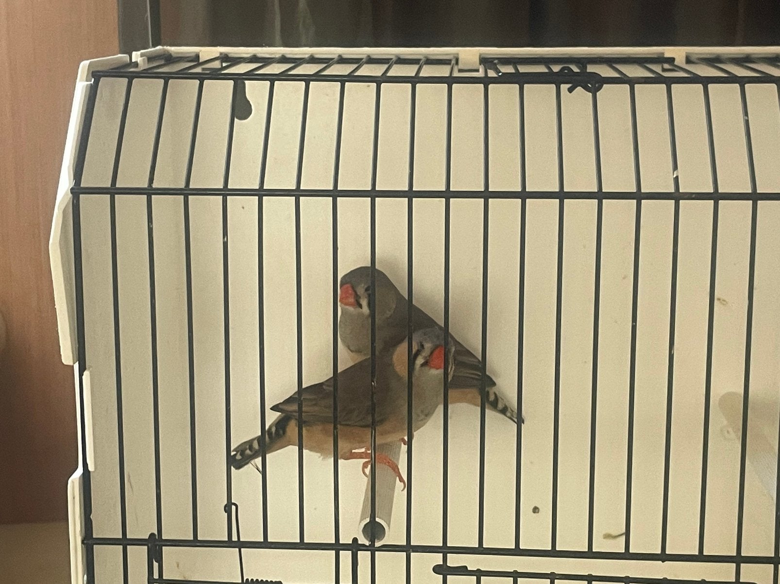 Zebravinken split charcoal, Meerdere dieren