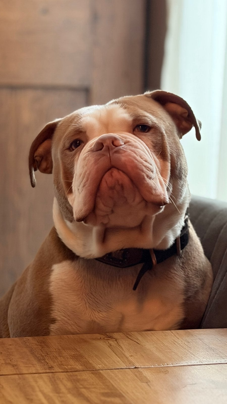 Dekreu (old engelish buldog), Reu, Parvo, Meerdere, 3 tot 5 jaar
