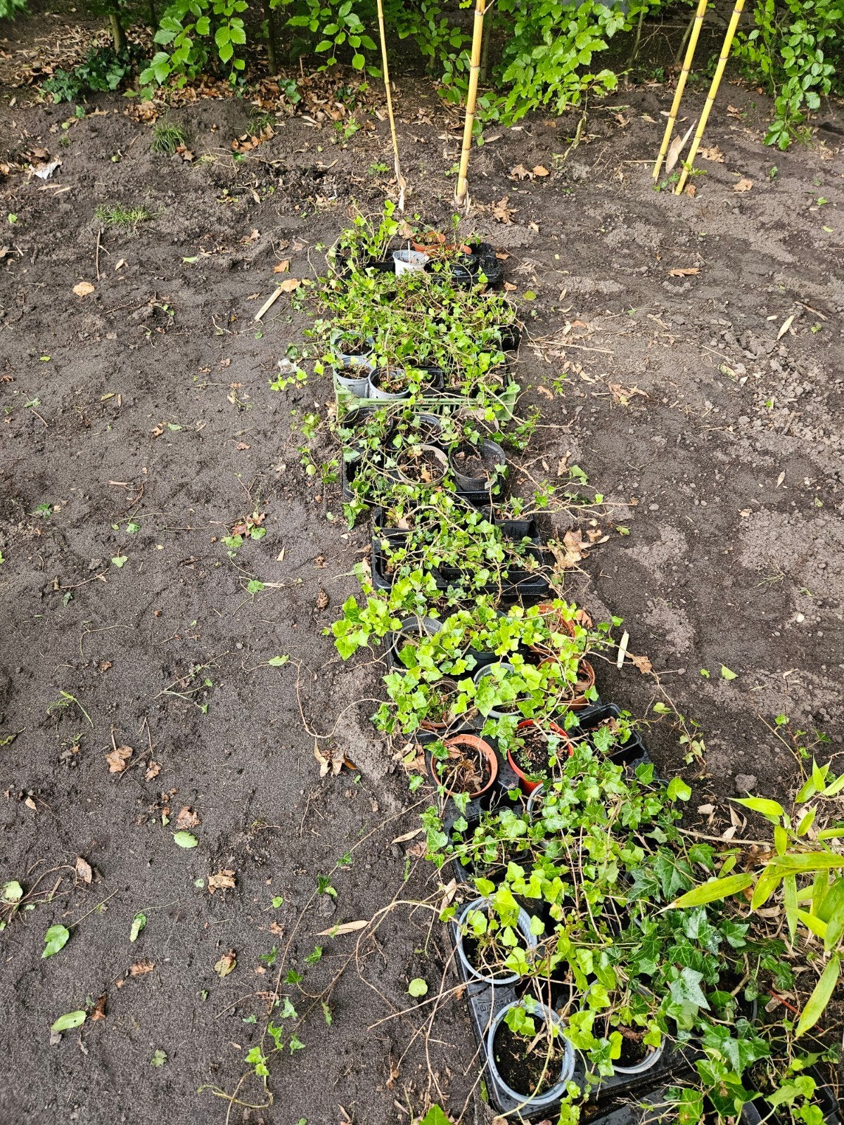 Hedera, Ophalen of Verzenden, Bloeit niet, Klimplanten, Halfschaduw