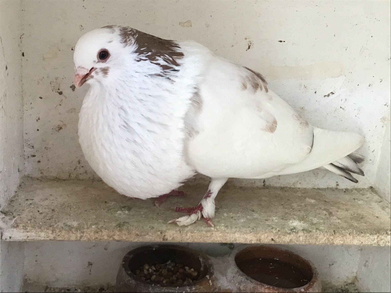 Te koop een mooie witte doffer met rode vlekjes., Mannelijk, Kropper