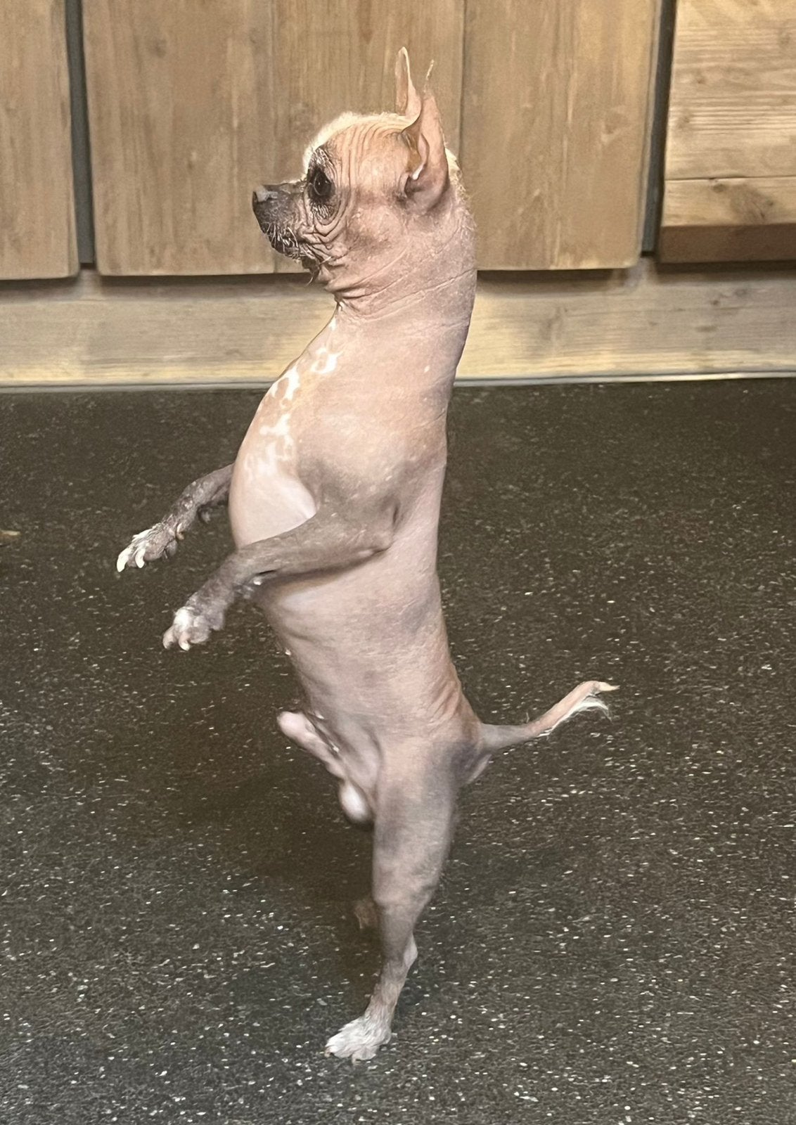 Dek reutje, Parvo, Reu, 1 tot 2 jaar, Eén hond