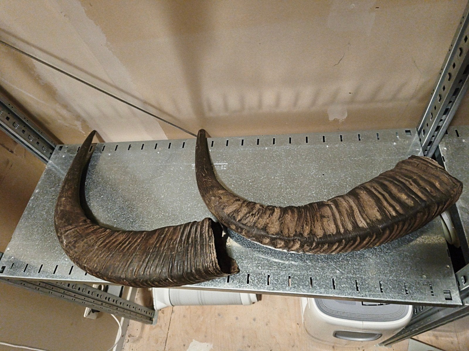 Grote hoorns van een dier, Ophalen of Verzenden, Gebruikt