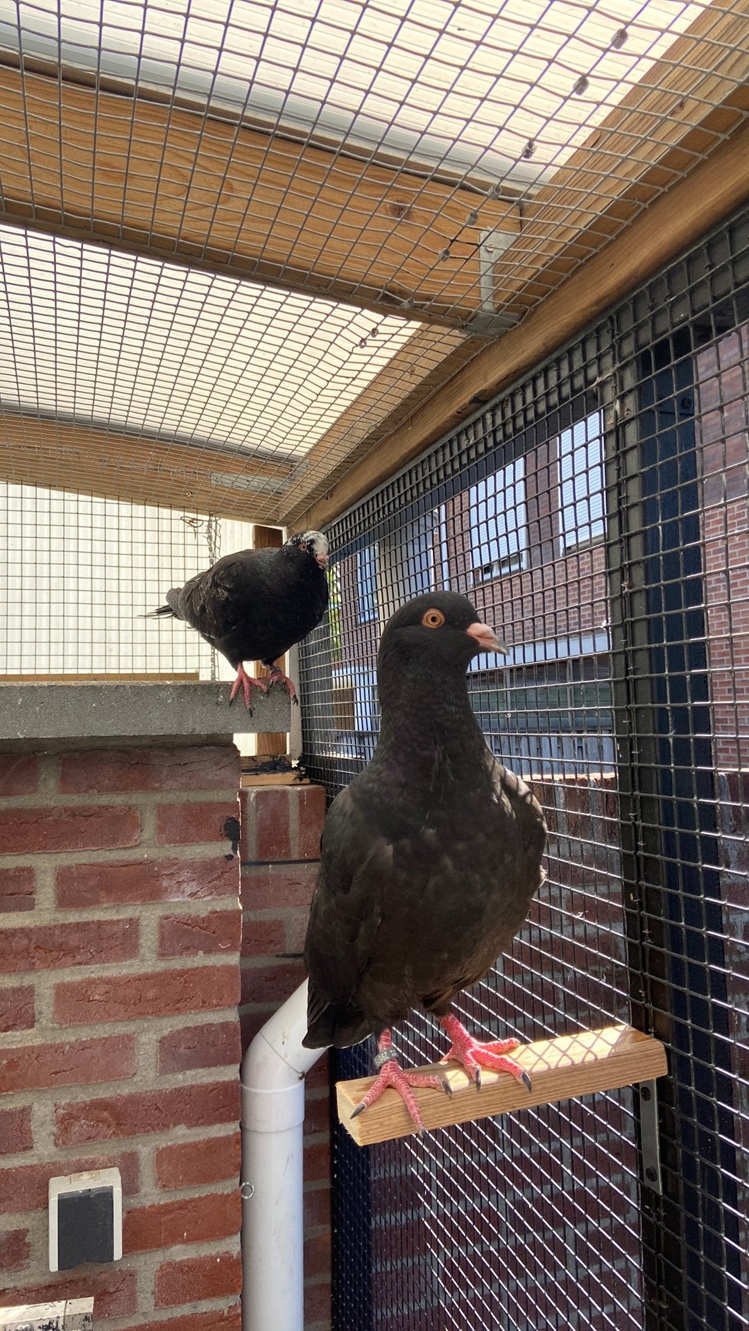 Reuzen Duiven, Meerdere dieren, Overige soorten