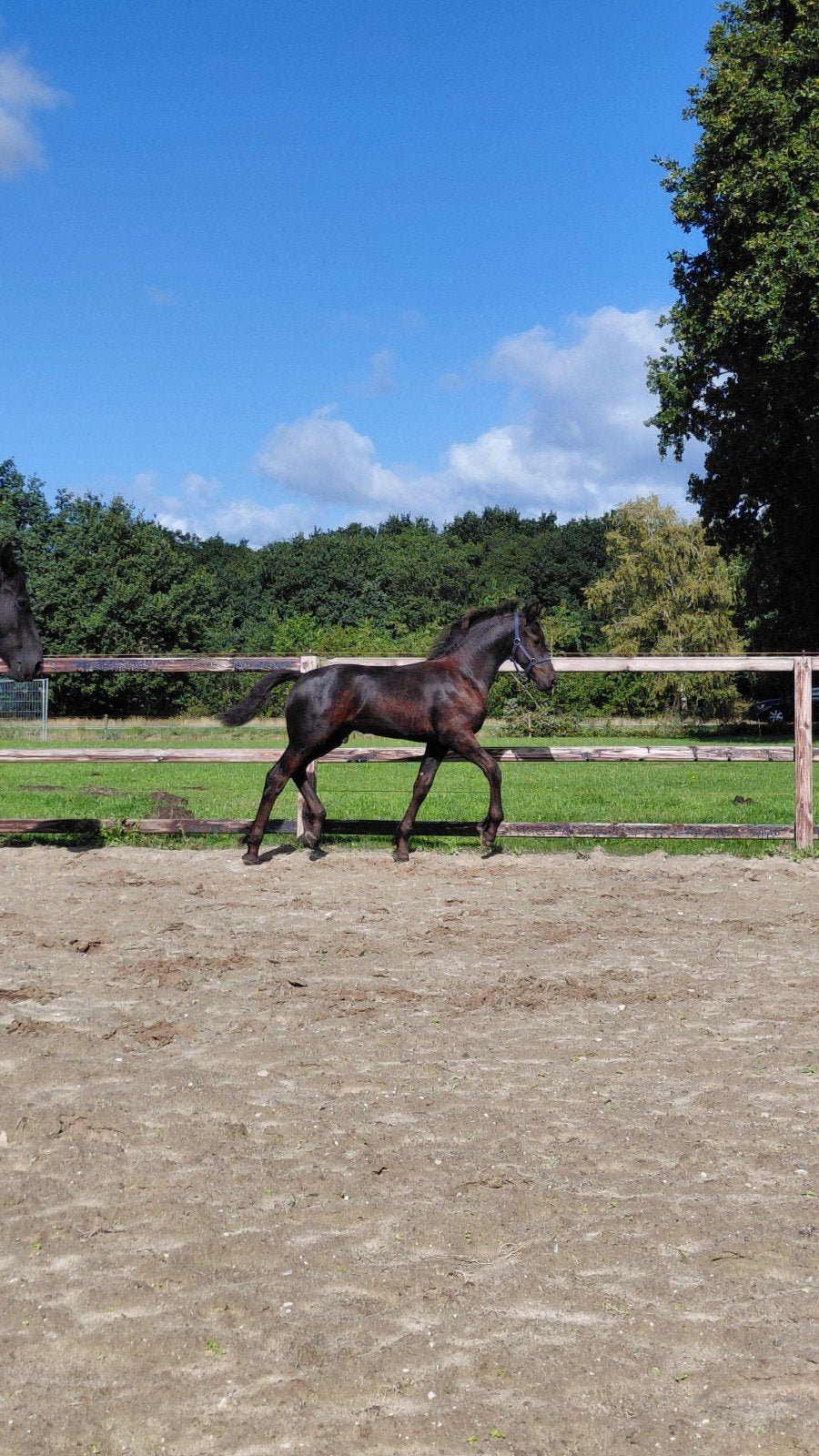 Fries hengst veulen MURK X ULBRÂN, Dieren en Toebehoren, Met stamboom, Niet van toepassing, Dressuurpaard, 0 tot 2 jaar