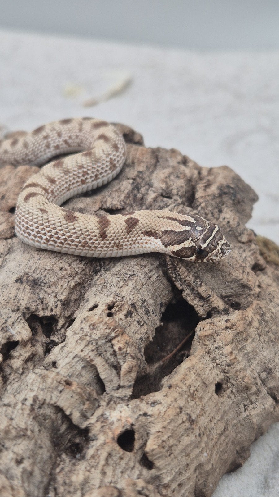 Haakneusslang het snow Hognose Snake photo 2