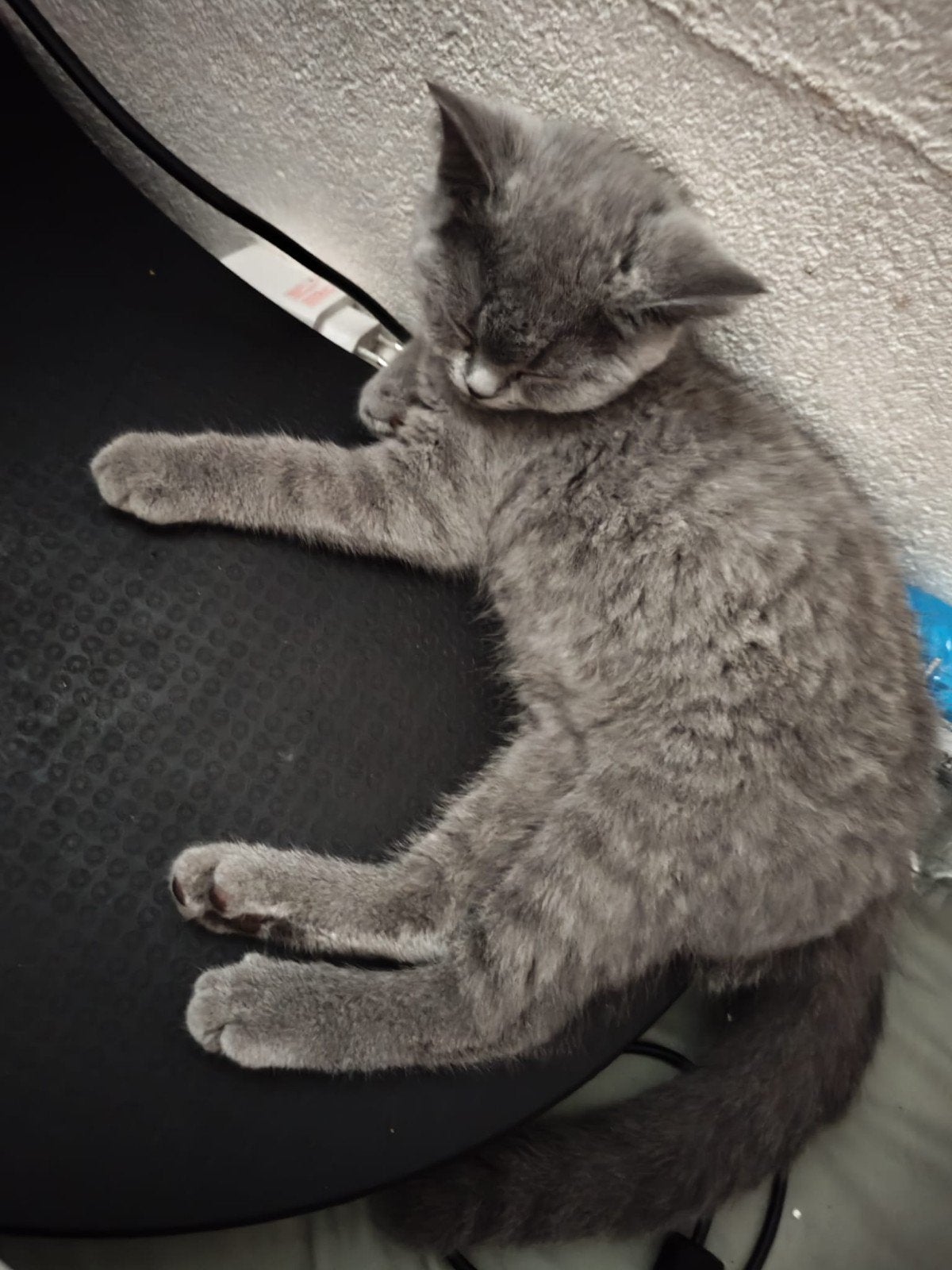 britse korthaar 18weken zoekt blijvend thuis, Poes, Ontwormd, 0 tot 2 jaar