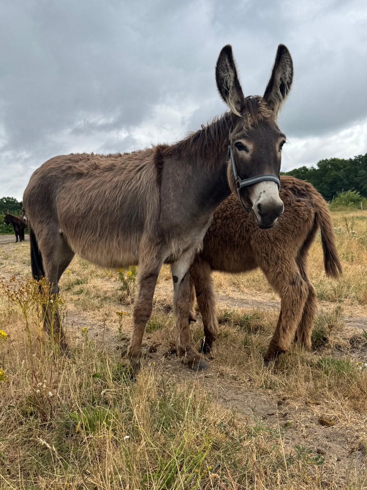 poitou kruising ezel merrie met hengst veulen, Juni, Meerdere dieren