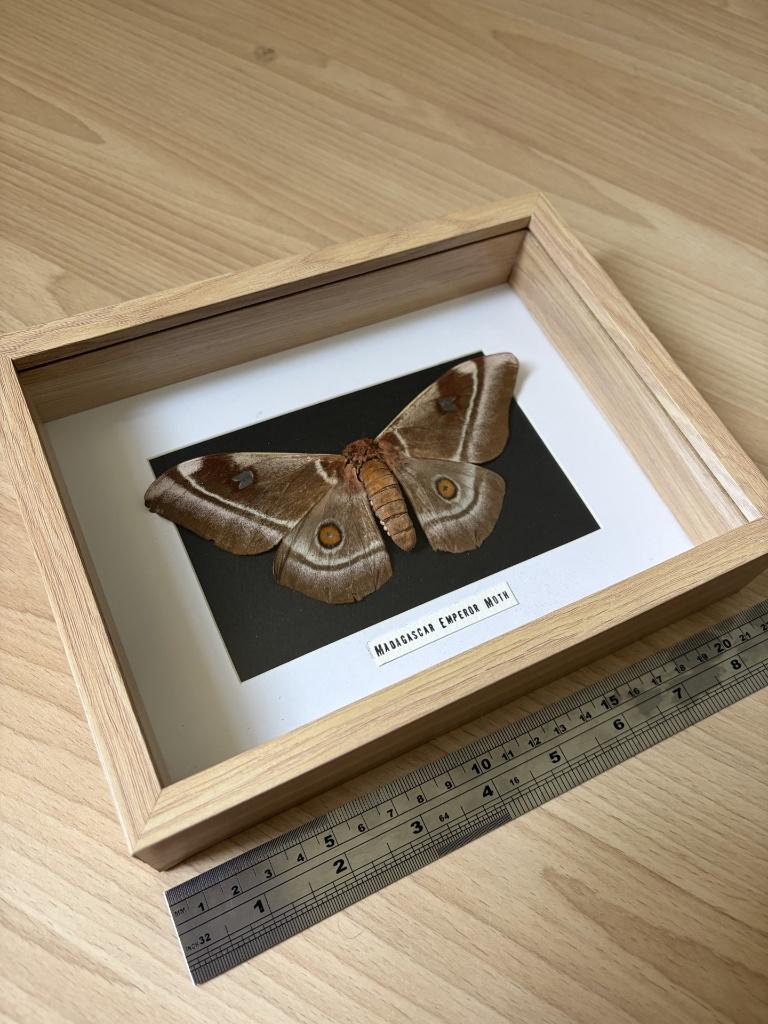 Opgezette mot taxidermie, Ophalen, Zo goed als nieuw, Insect, Opgezet dier
