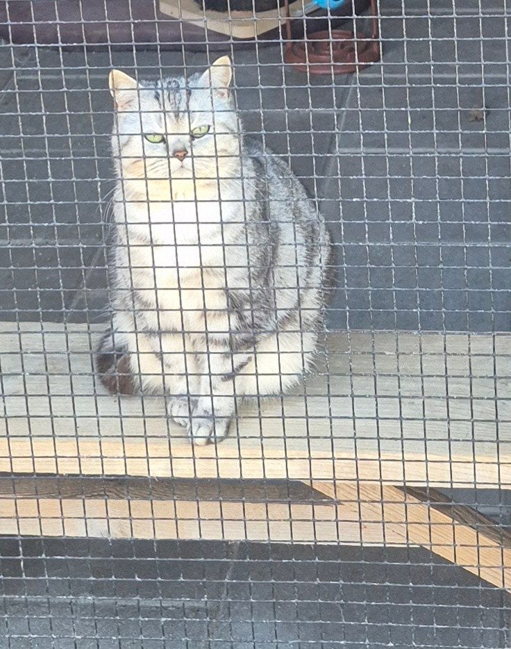 Lieve britse korthaar silver black tabby poes te koop, Poes, Gechipt, 0 tot 2 jaar