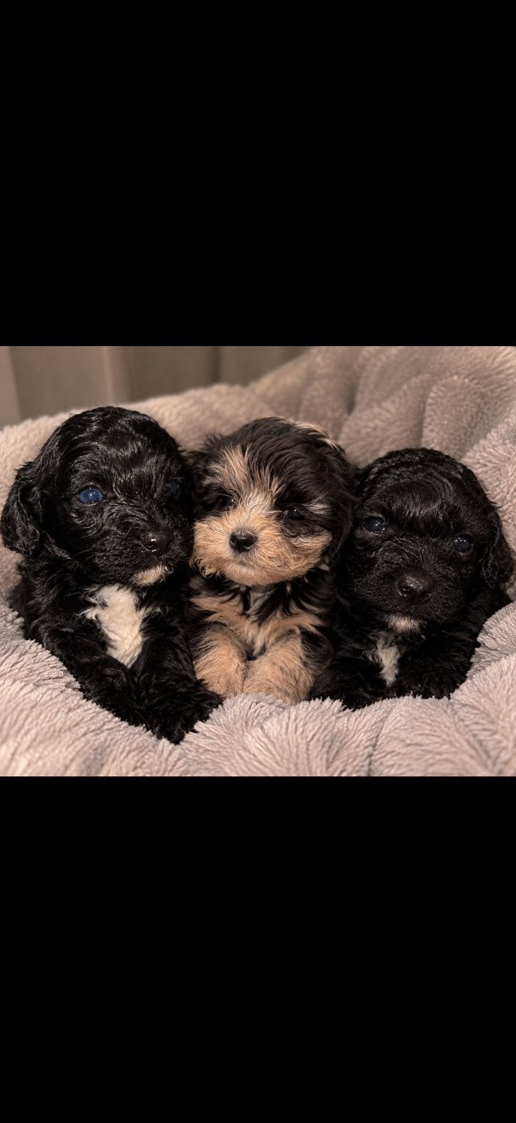 Mini Labradoodle, Dieren en Toebehoren, CDV (hondenziekte), 8 tot 15 weken, Meerdere, Nederland