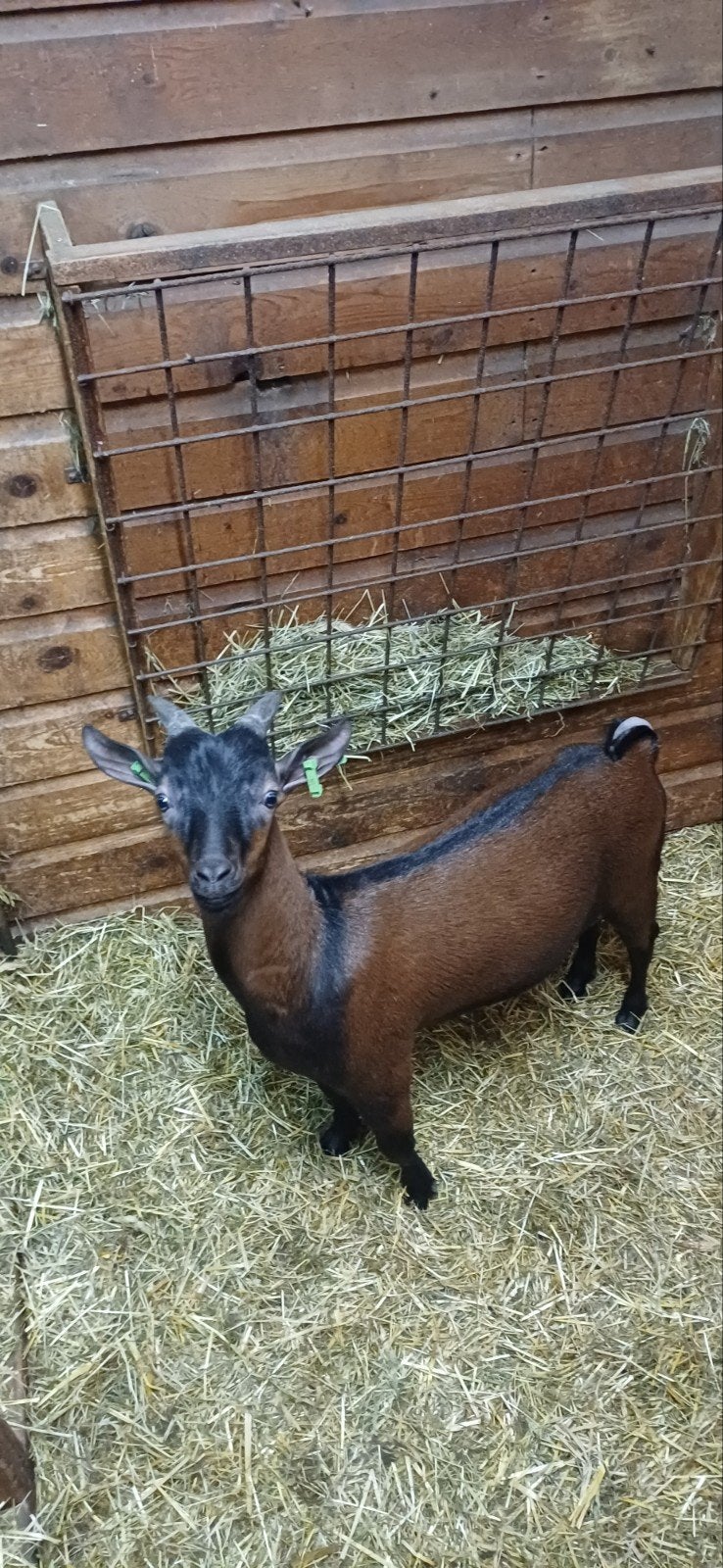 Te koop Dwerggeiten boklam, Dieren en Toebehoren, Schapen, Geiten en Varkens, Mannelijk, Geit