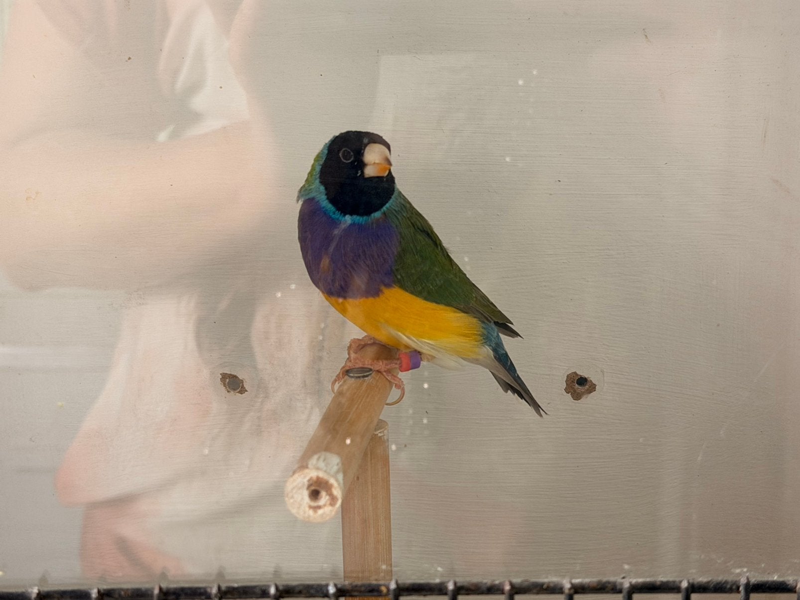 Zwartkop paarsborst gouldamadine man, Dieren en Toebehoren, Vogels | Overige Vogels, Mannelijk, Geringd