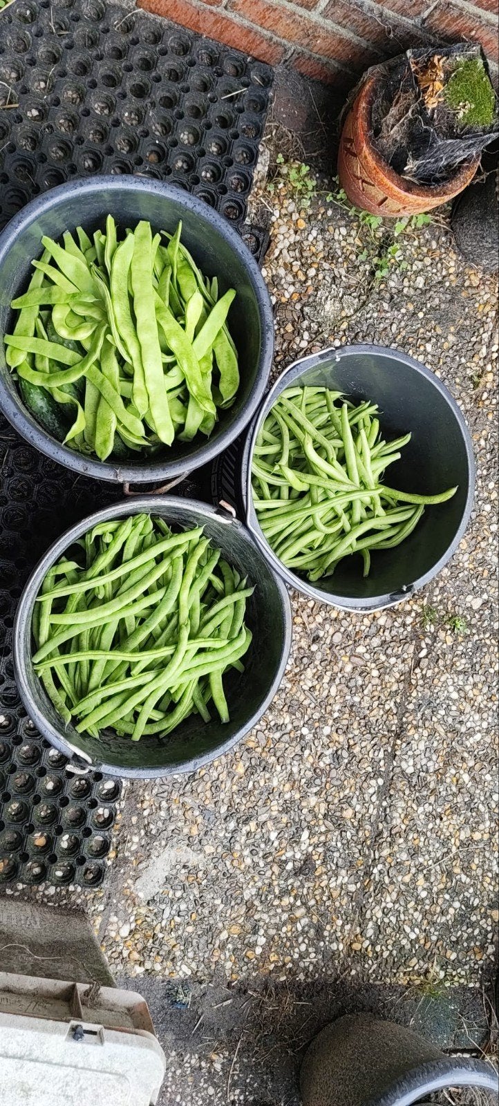 spekbonen snijbonen en sperziebonen, Tuin en Terras, Ophalen, Eenjarig, Overige soorten, Volle zon
