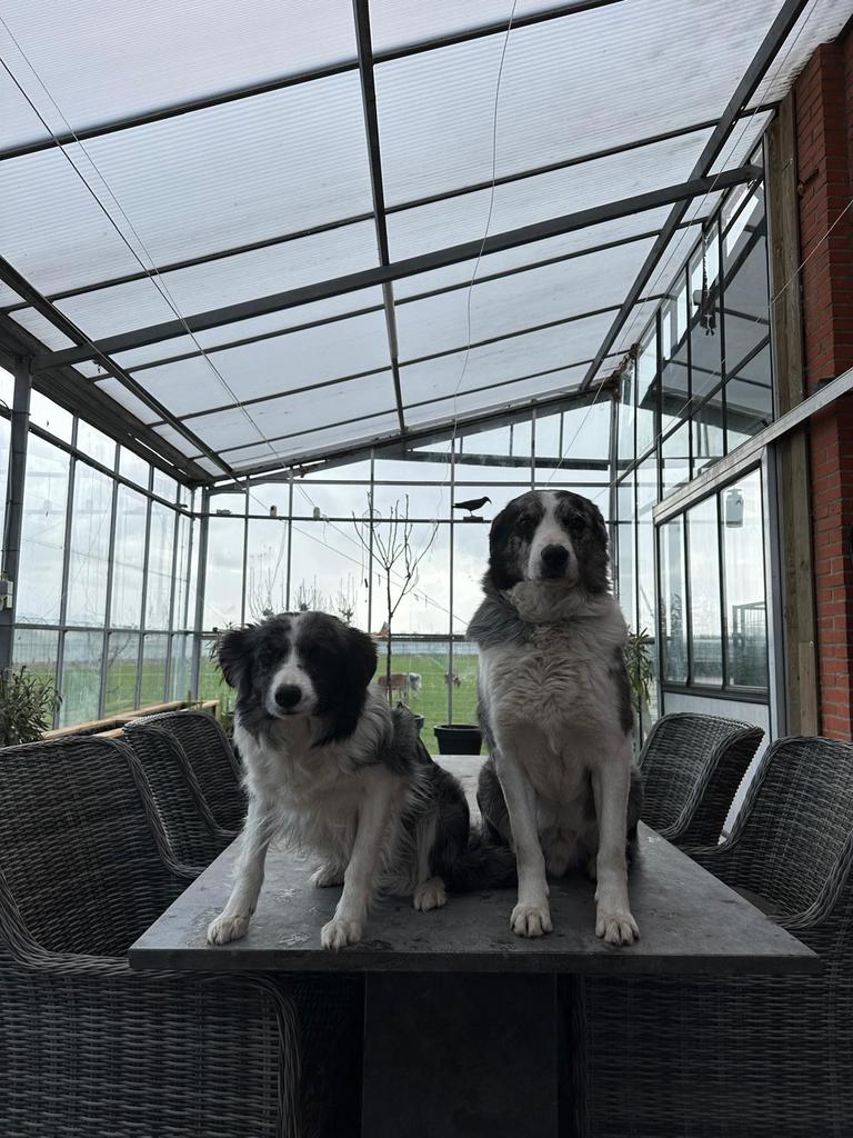 Border collie pup, Dieren en Toebehoren, Honden | Herdershonden en Veedrijvers, 8 tot 15 weken, Collie, Parvo, Meerdere