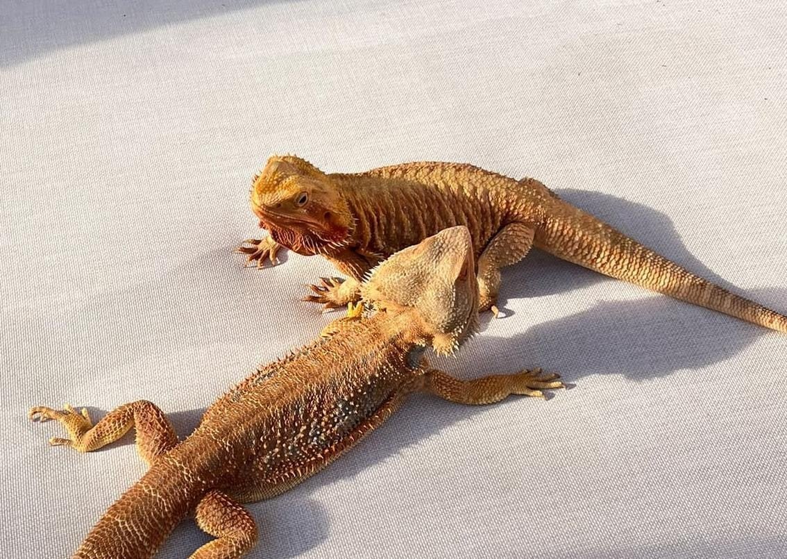 2 schitterende baardagamen