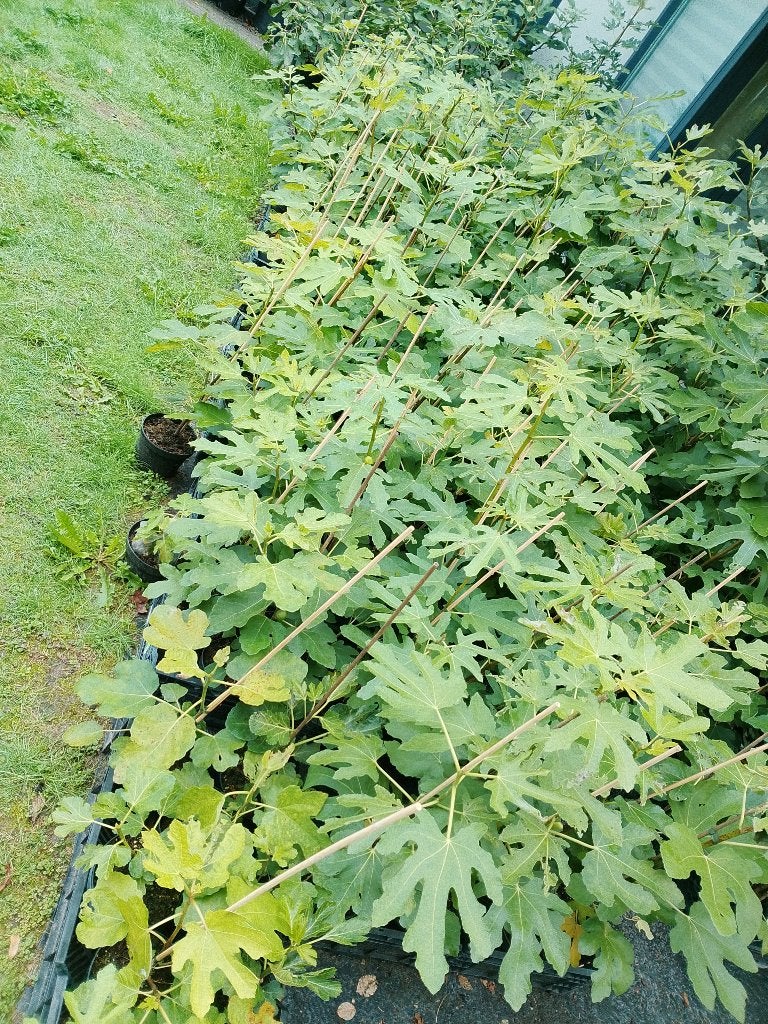 Jonge vijgen planten, Ficus carica aangeboden, Bloeit niet, Overige soorten, Minder dan 100 cm, Ophalen
