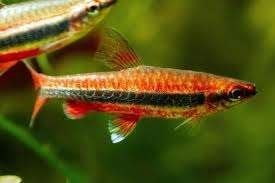 Nannostomus beckfordi red - Potloodvisje - Koidream Valburg