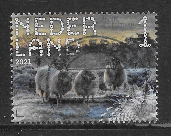 2021, Dwingelderveld, Drents Heideschaap [3899] (K2315), Ophalen of Verzenden