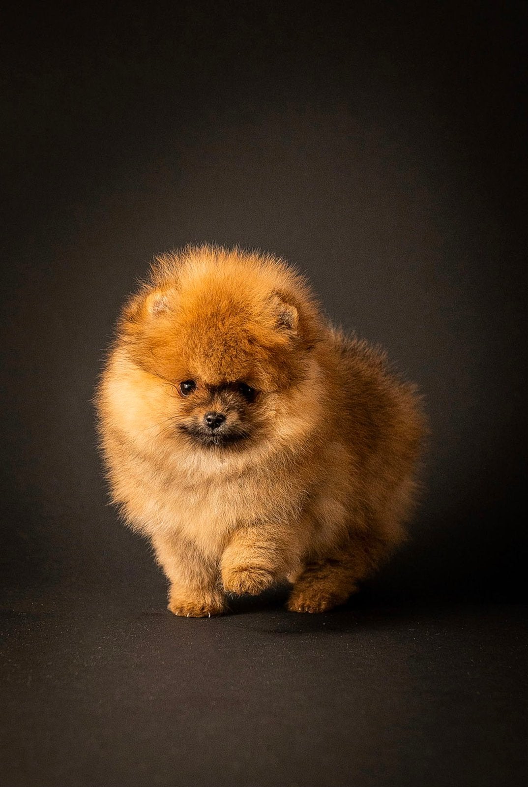 Pomeriaan/Pomeranian pup zoekt goud mandje❤️, 8 tot 15 weken, Buitenland, Eén hond, Reu