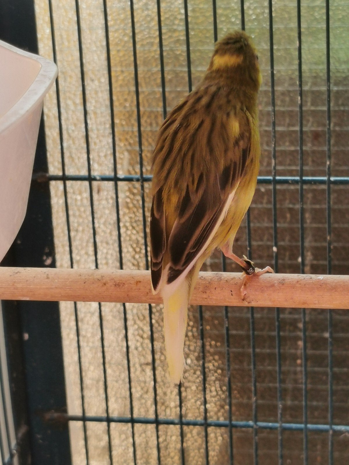 mooie japanhoso kanarie., Dieren en Toebehoren, Vogels | Kanaries, Mannelijk, Postuurkanarie