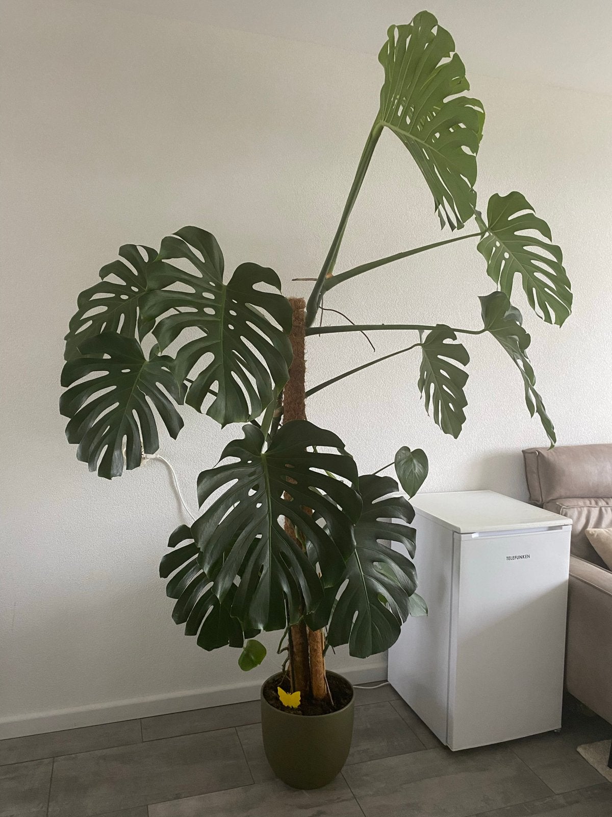 Grote Monstera Deliciosa - 2 tot 3 meter hoog, 200 cm of meer, Overige soorten, In pot, Groene kamerplant