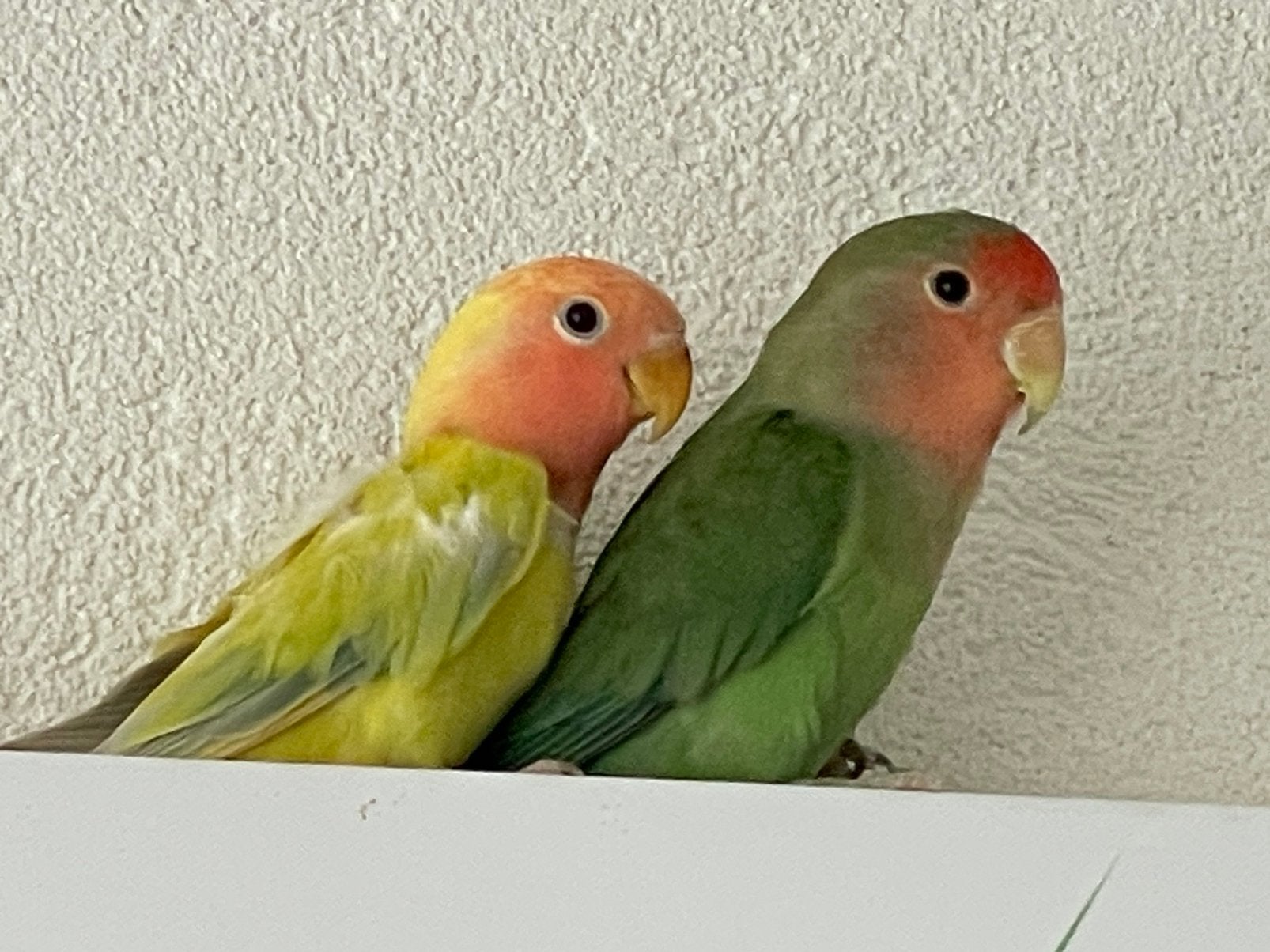 Prachtige en Lieve Agapornis Dwergpapegaai Lovebird Handtam, Meerdere dieren, Papegaai, Geringd