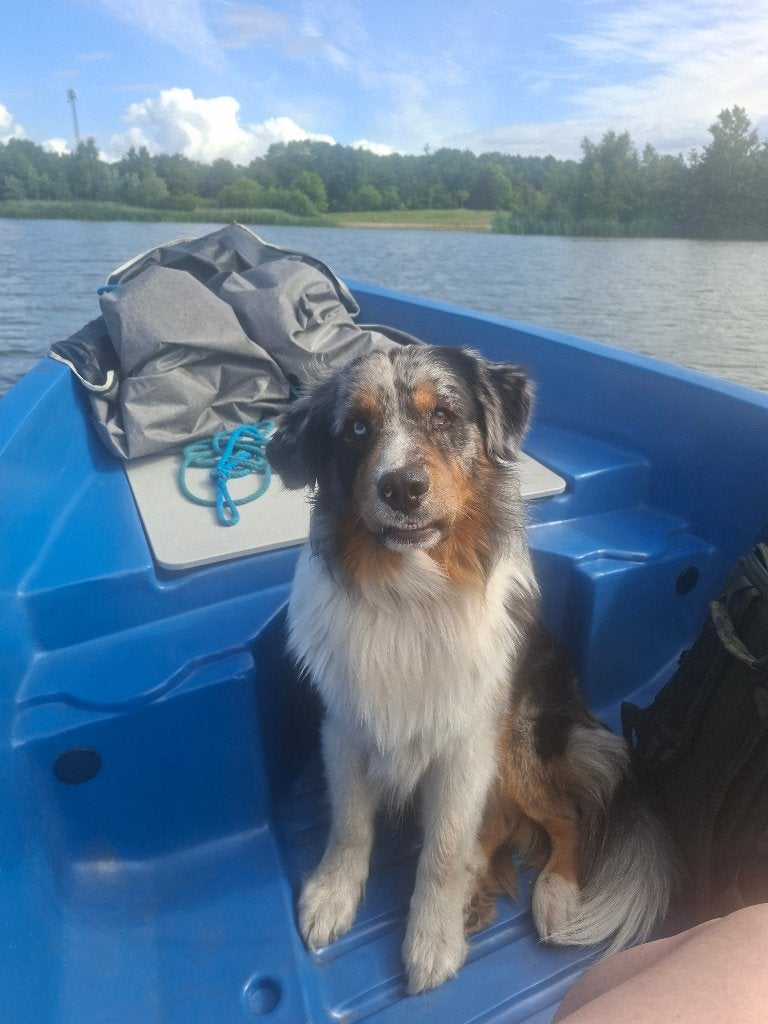 Betrouwbare zorgzame oppas aangeboden, Diensten en Vakmensen, Dieren | Honden | Verzorging, Oppas en Les, Uitlaatservice