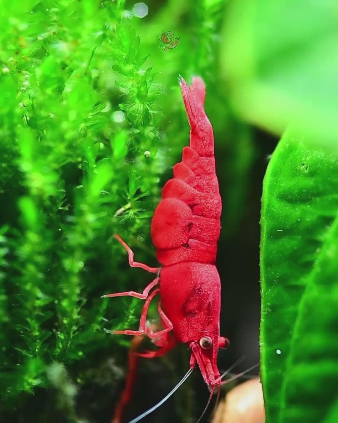 Bloody mary neocaridina garnalen hoge kwaliteit!, Kreeft, Krab of Garnaal, Zoetwatervis, Schoolvis
