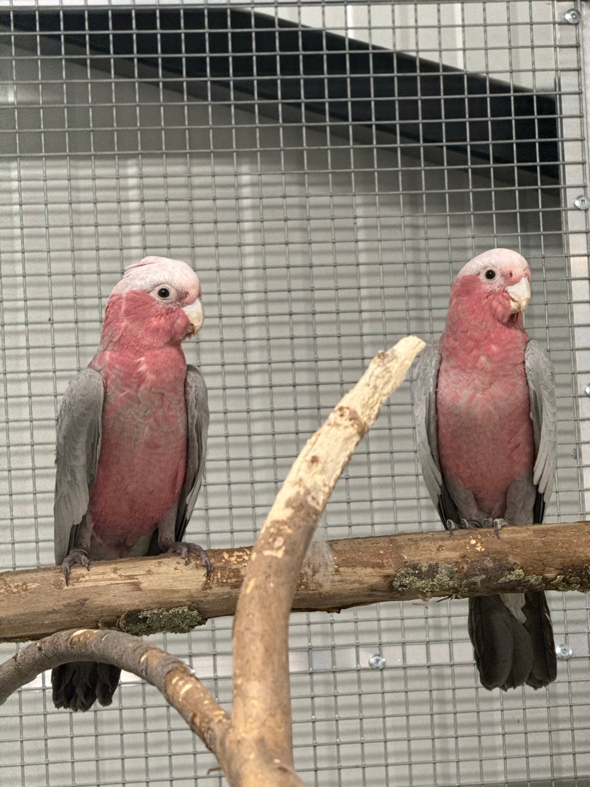 Rose kaketoes zelf samen te stellen als koppels, Meerdere dieren, Papegaai