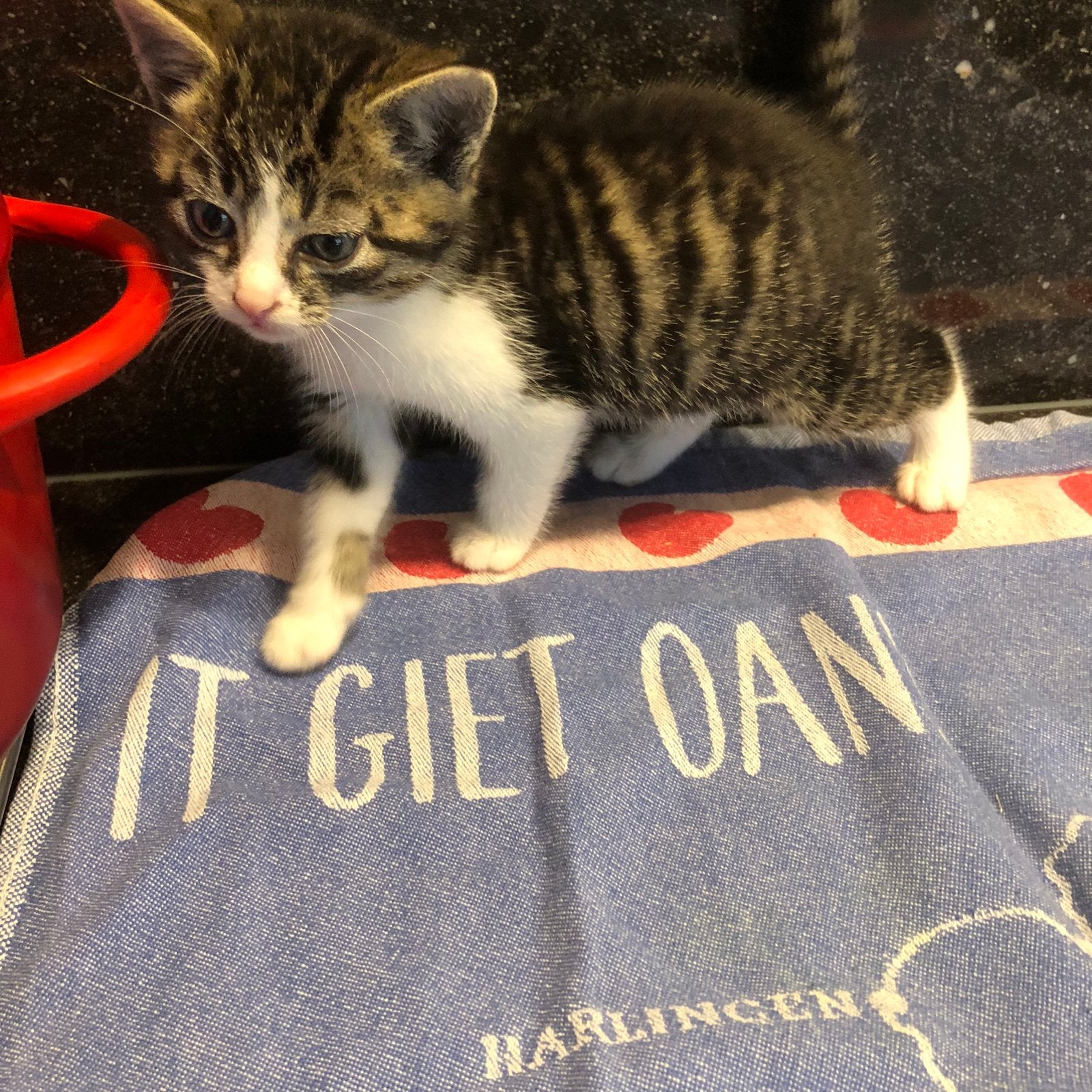 Europese korthaar poesjes, Poes