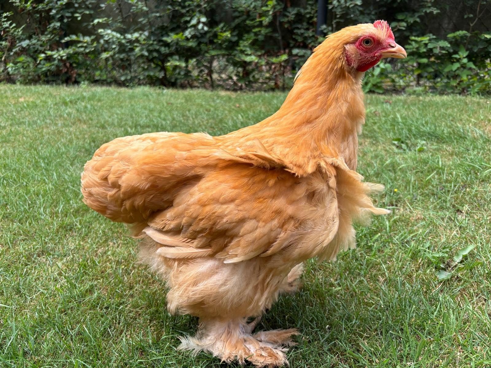 Cochin buff groothoender hanen, Dieren en Toebehoren, Pluimvee, Mannelijk, Kip