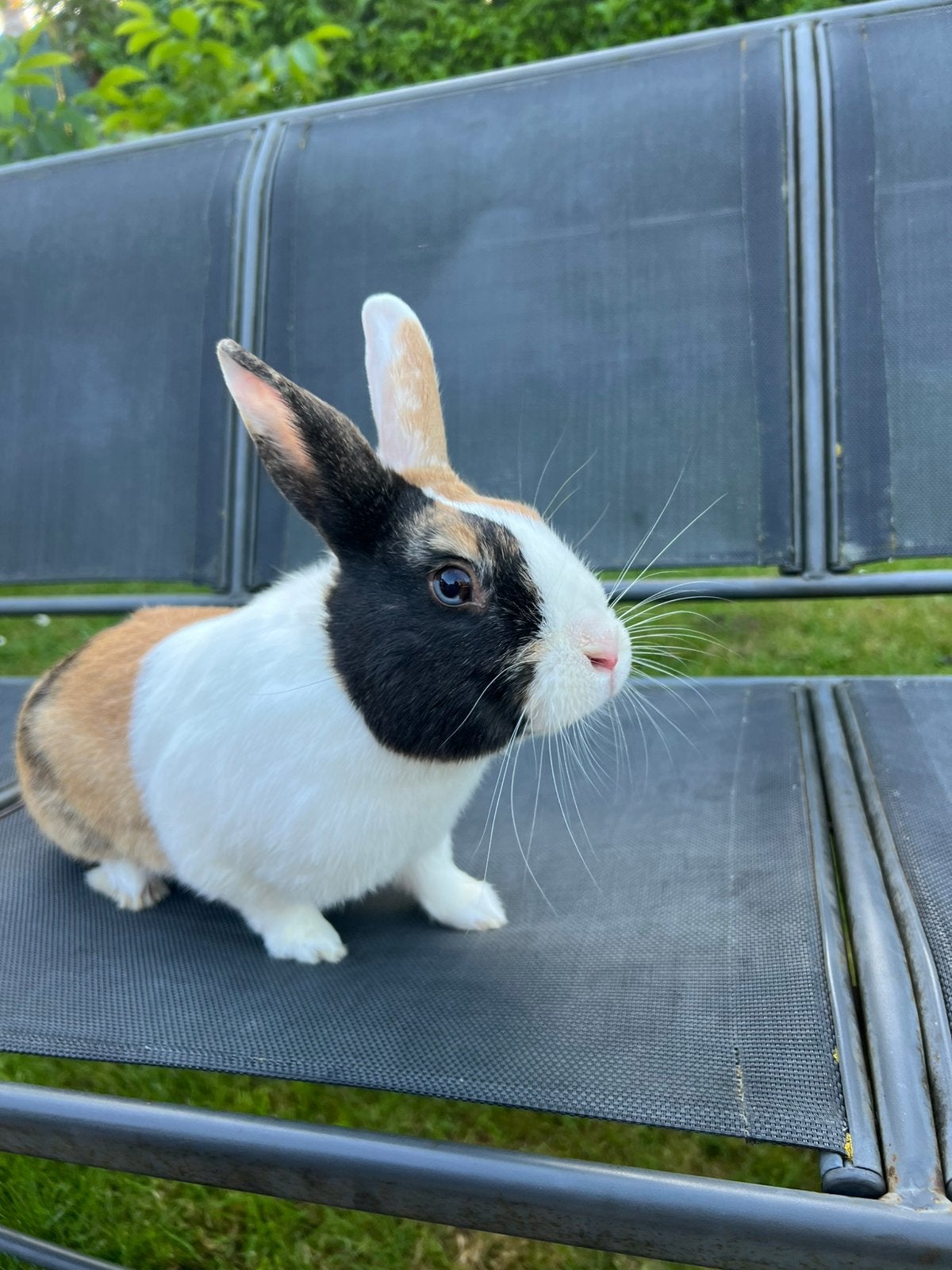 Te koop lief jong konijn, Mannelijk, Dwerg, 0 tot 2 jaar