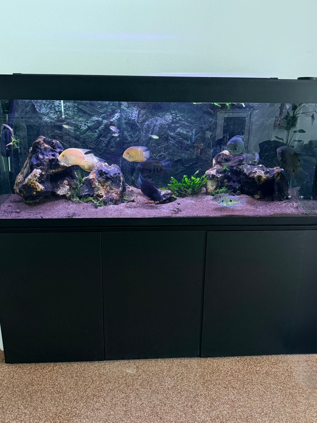 Aquarium 450, Dieren en Toebehoren, Vissen | Aquaria en Toebehoren, Ophalen, Inclusief vissen, Gebruikt, Gevuld zoetwateraquarium