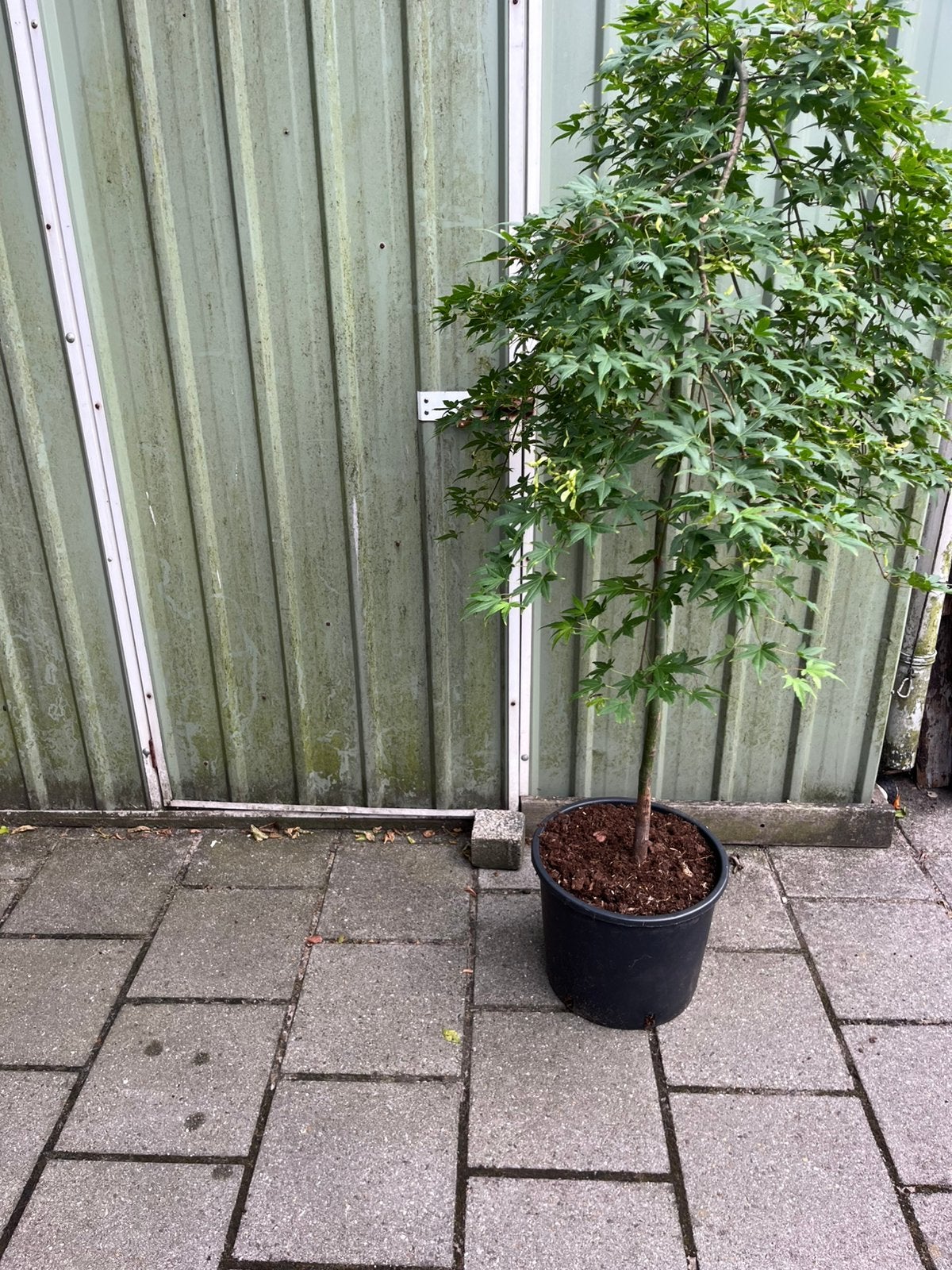 Japanse Esdoorn Ruyesen, Ophalen