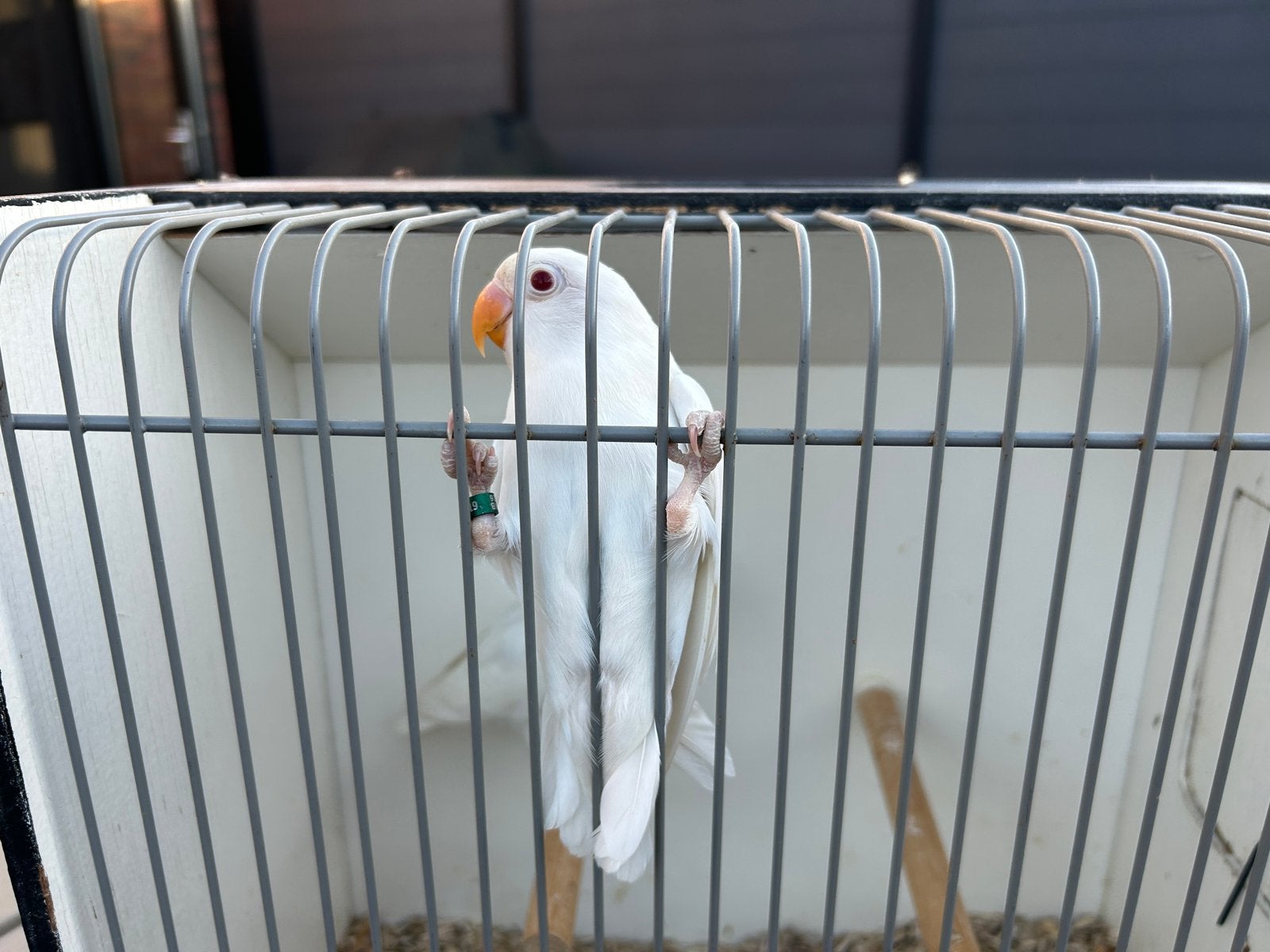1 stuk Albino Agapornisen Fischeri Poppen, Vrouwelijk, Dwergpapegaai of Agapornis, Geringd