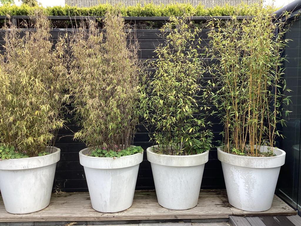 4 bamboe planten 2.70m hoog inclusief potten, Volle zon, Vaste plant, Siergrassen, Ophalen of Verzenden