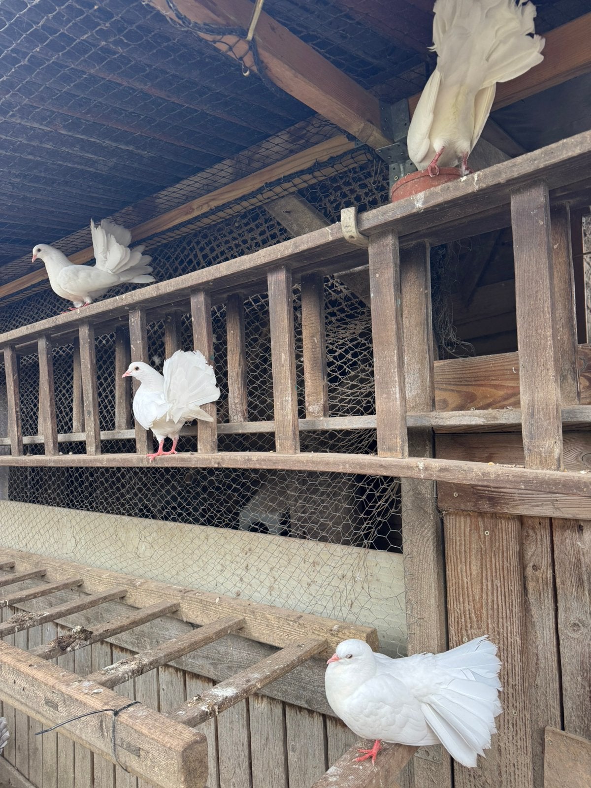 Witte pauwstaart duiven, Dieren en Toebehoren, Vogels | Duiven, Meerdere dieren, Overige soorten
