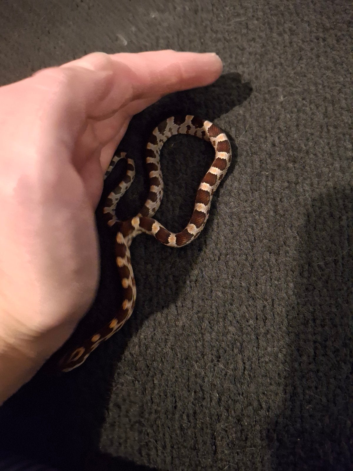 rattenslang baby's (pantherophis guttatus) Corn Snake photo 5