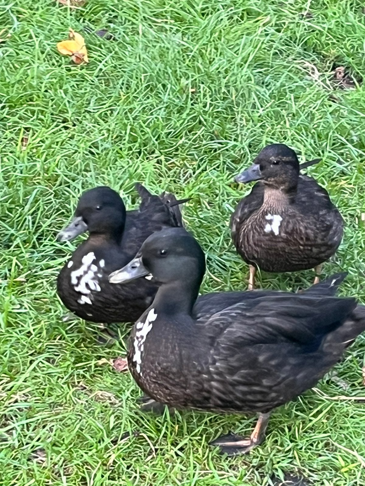 Kwakertjes, Dieren en Toebehoren, Geslacht onbekend, Eend