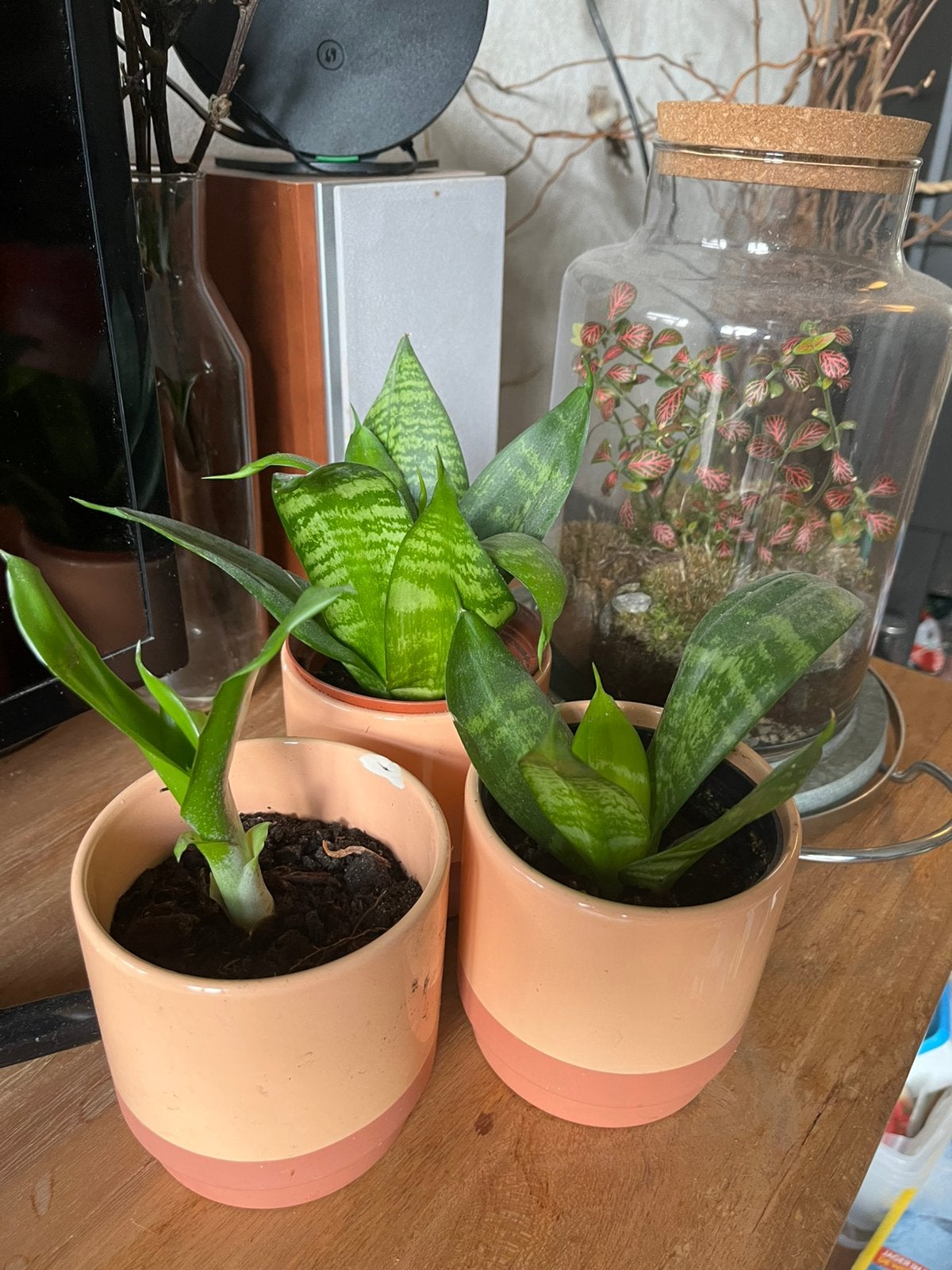 Sanseverias met pot, Huis en Inrichting, Kamerplanten, Ophalen of Verzenden, Halfschaduw, Minder dan 100 cm