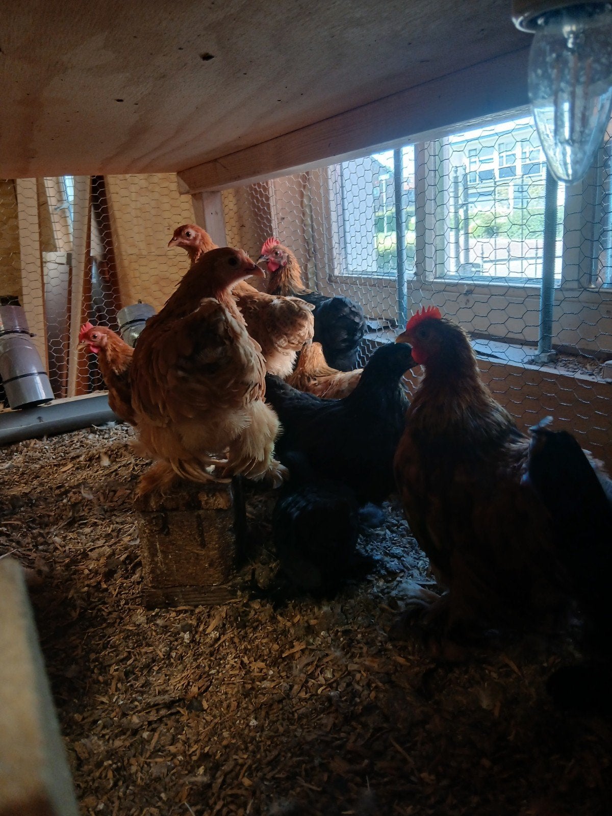 Cochin kriel hanen, Dieren en Toebehoren, Pluimvee, Mannelijk, Kip