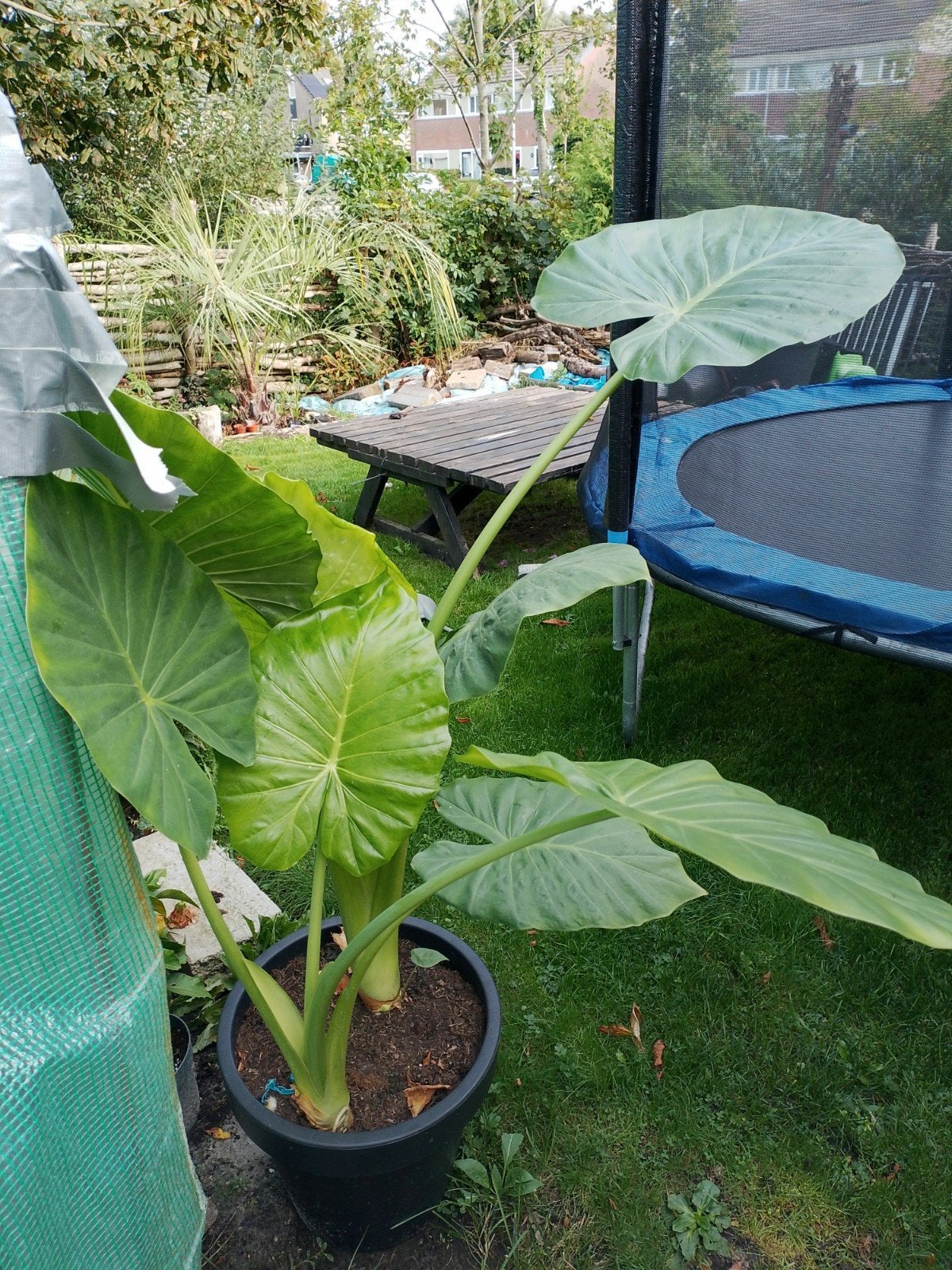 grote groene Alocasia te koop, Ophalen