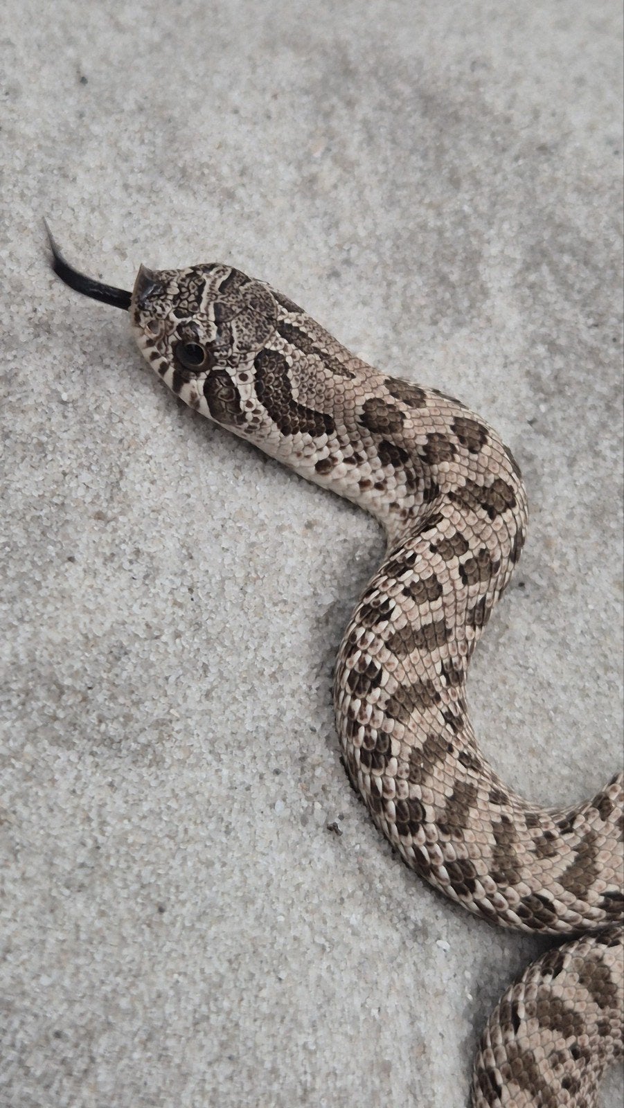 Haakneusslang het maitai Hognose Snake photo 2