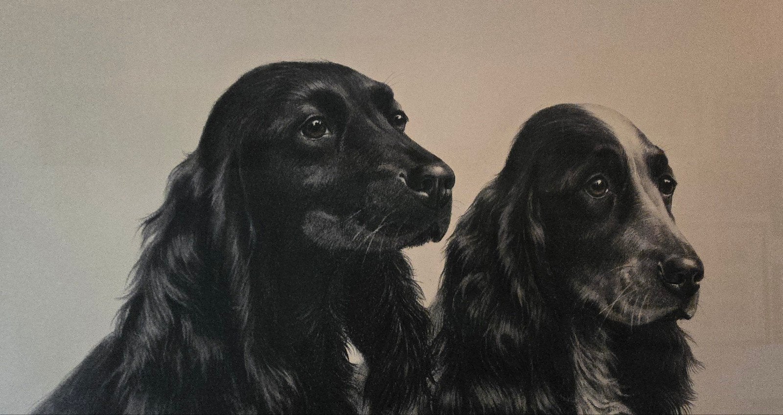 Cocker Spaniel, Ophalen of Verzenden