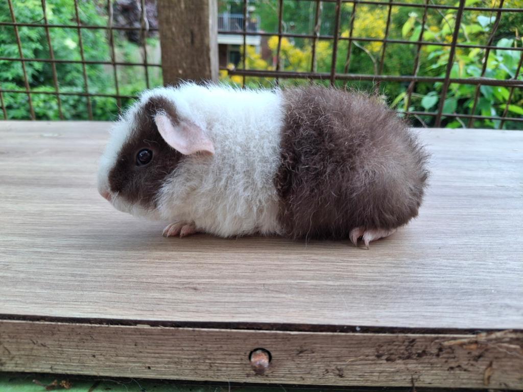 Choco bont us teddy beer, Mannelijk, Tam, Maart, Cavia