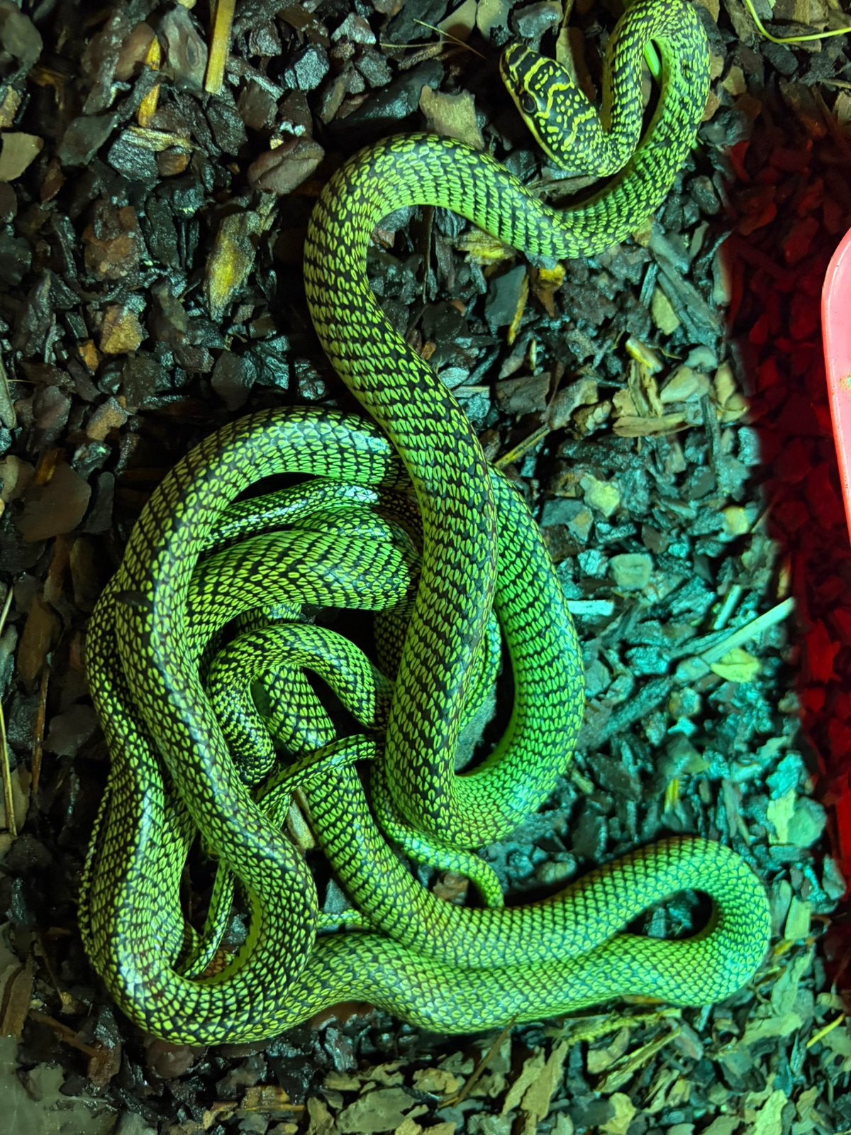 Baby anacondas ,paradijsslangen,groene boomslang, Dieren en Toebehoren, 0 tot 2 jaar
