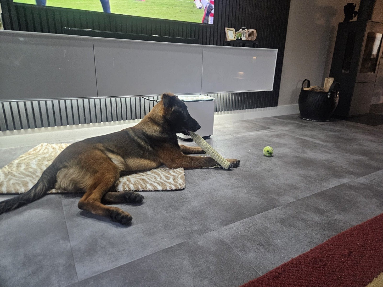 mechelse herder van bijna 7 maand, Dieren en Toebehoren, 15 weken tot 1 jaar, Reu, Groot, Eén hond