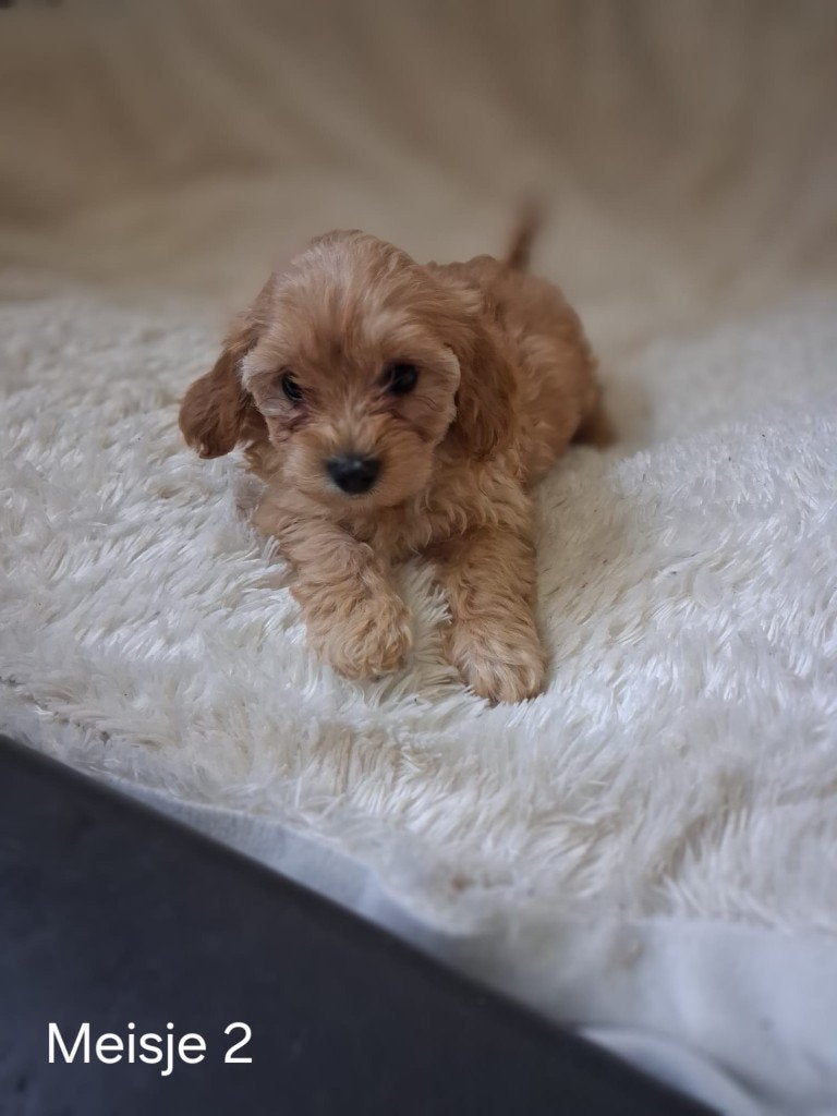 Prachtig Mini Maltipoo teefje (F1), Overige rassen, Teef, Meerdere, Nederland