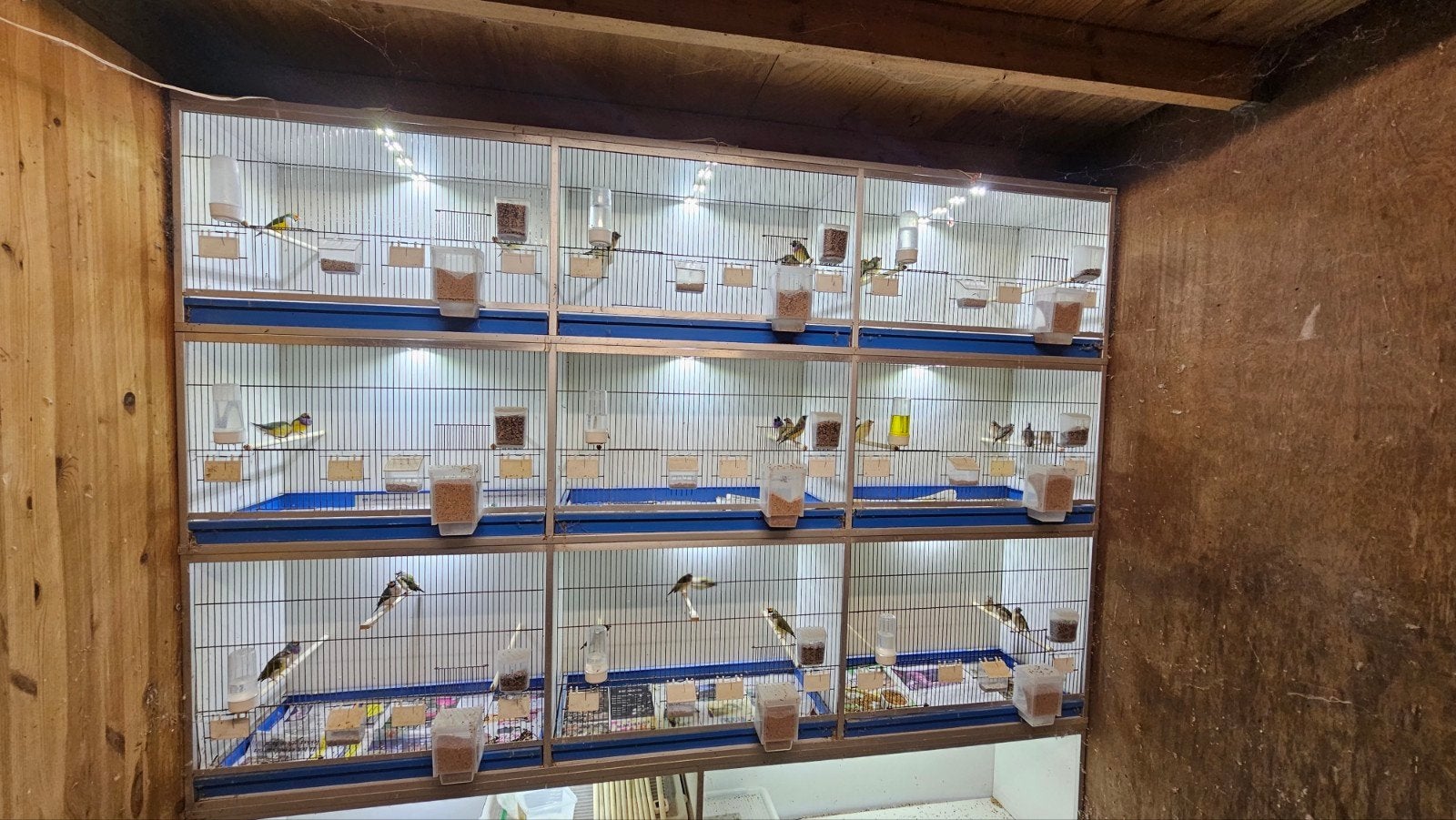 16 gould amadines, Dieren en Toebehoren